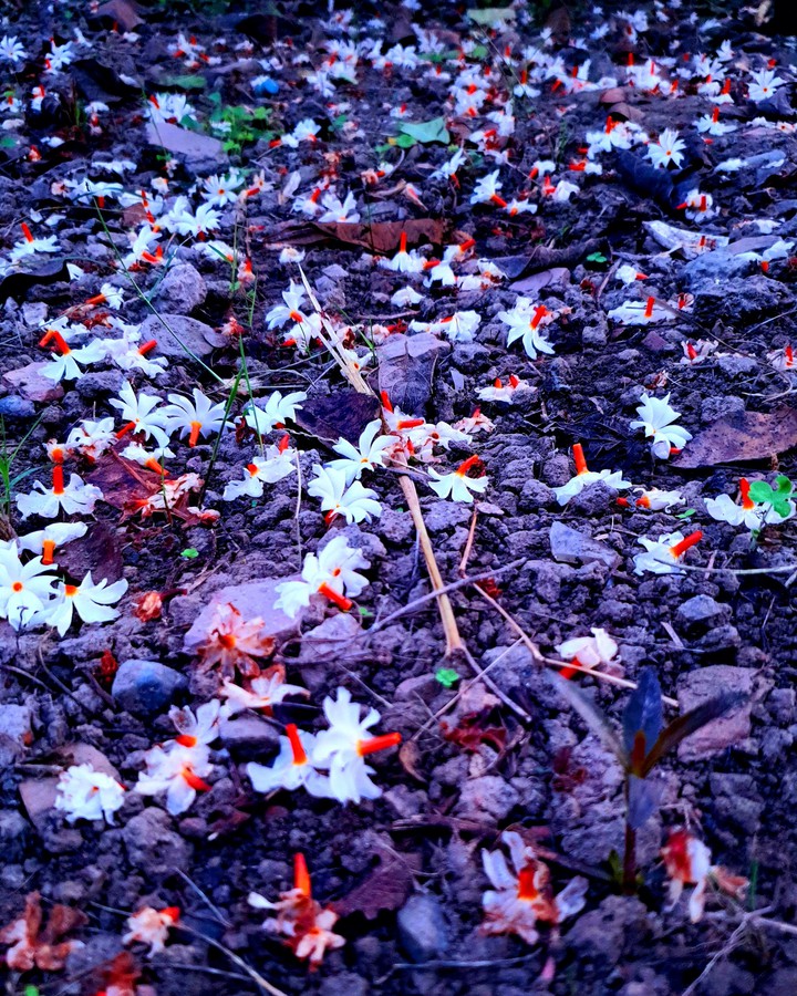 Rajnigandha flowers