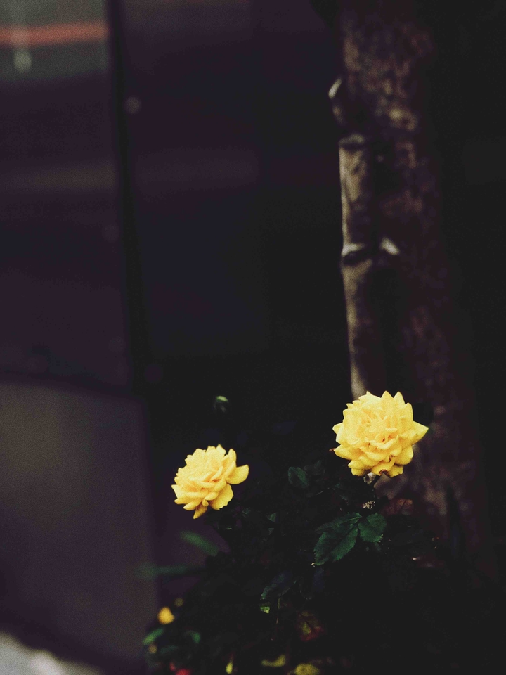 Roses