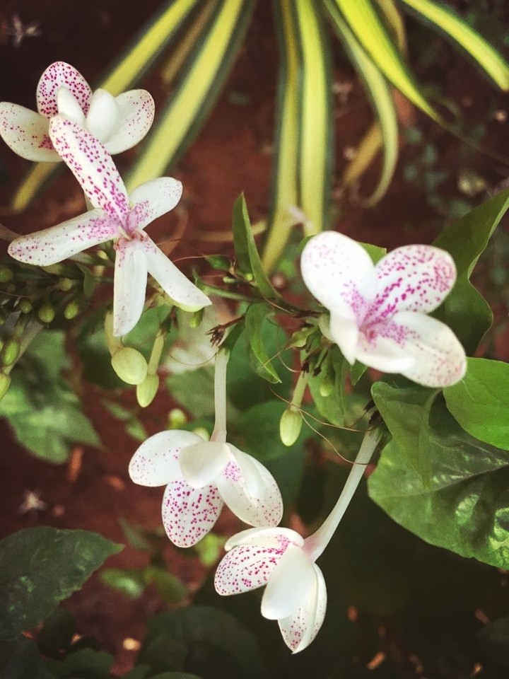 flowers