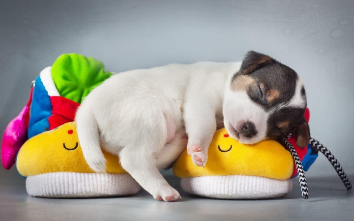 Dog