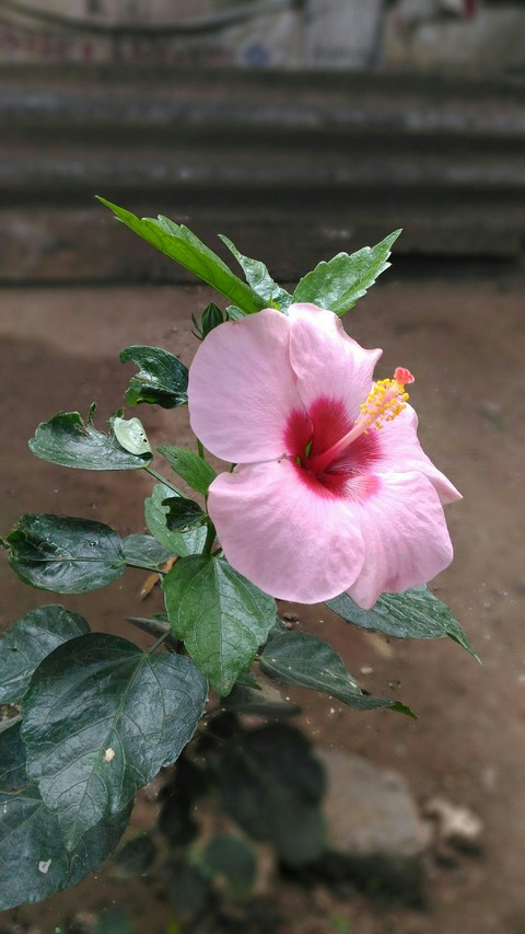 Pink Hibiscus...