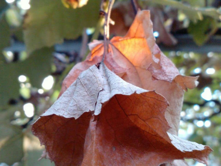 Leaf in autumn