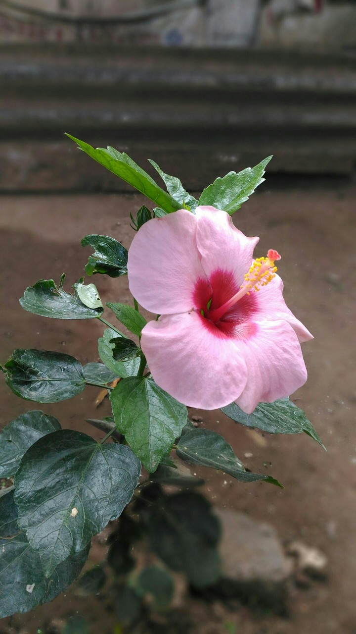 Pink Hibiscus...