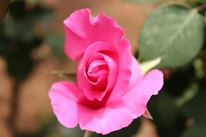 Rose Bud