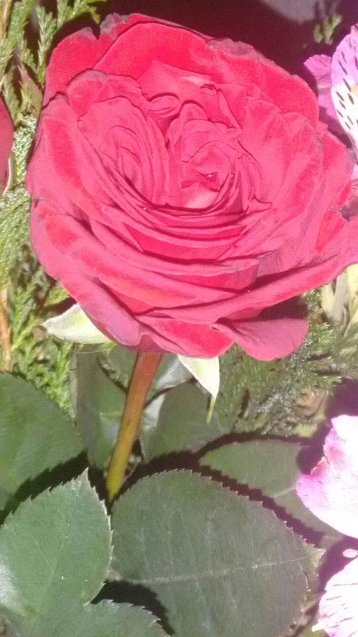 Red Rose