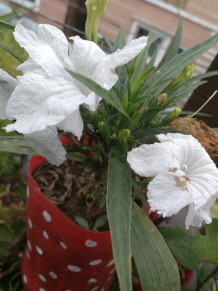 mexican petunia white