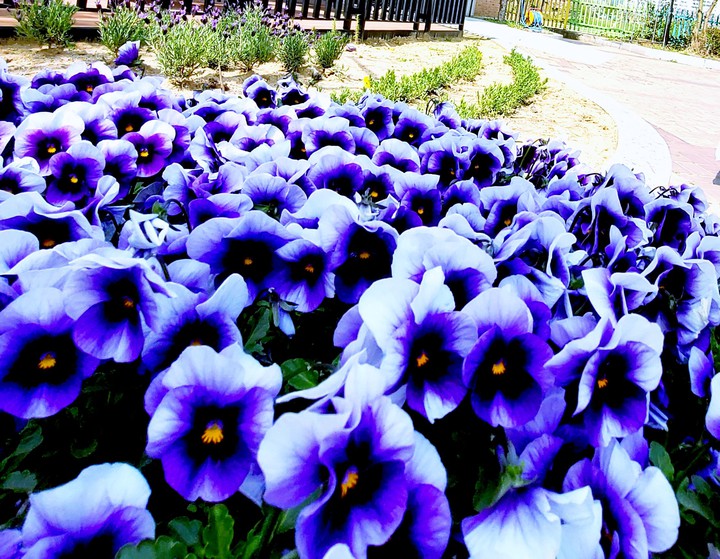 Purple