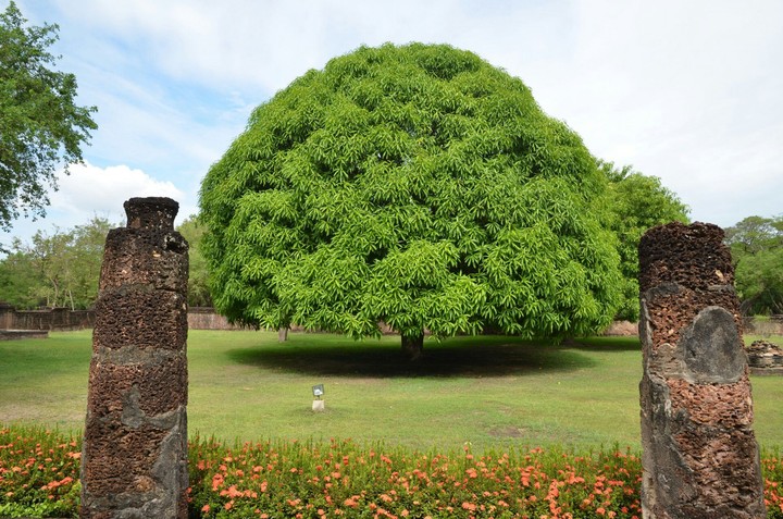 Naturaleza pura