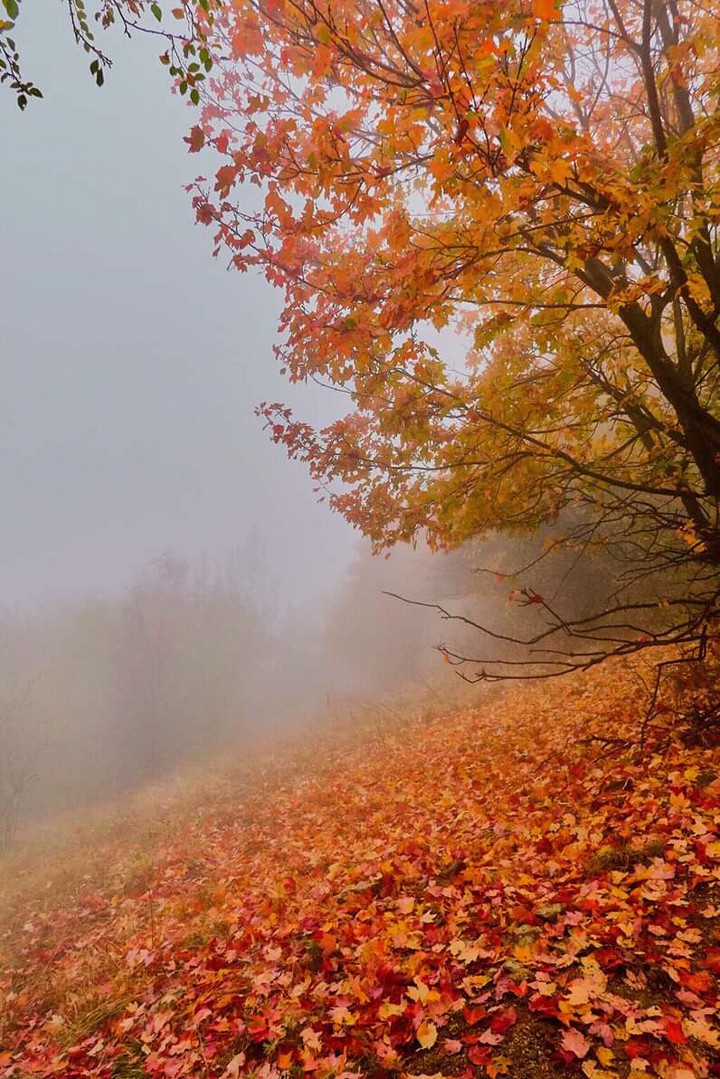 fog