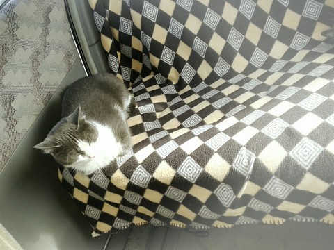 car and cat
