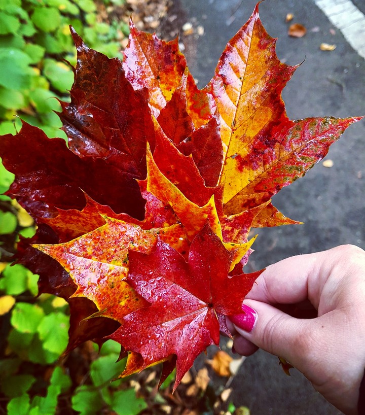 Colours of autumn