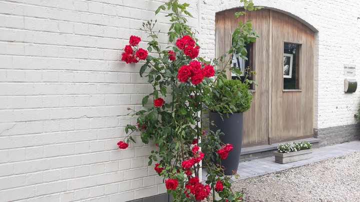 roses