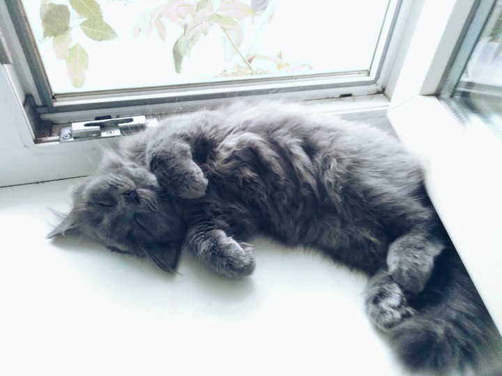 Kitty