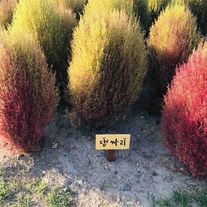 댑싸리