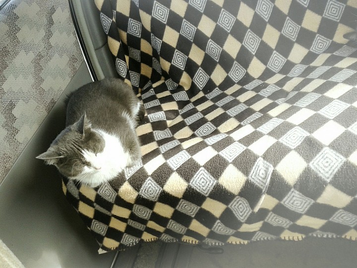 car and cat