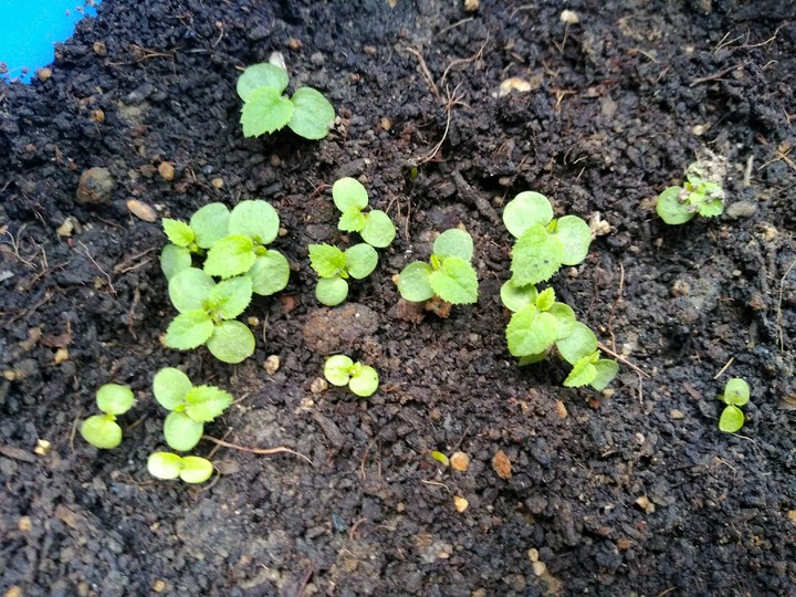 kiwi seedlings