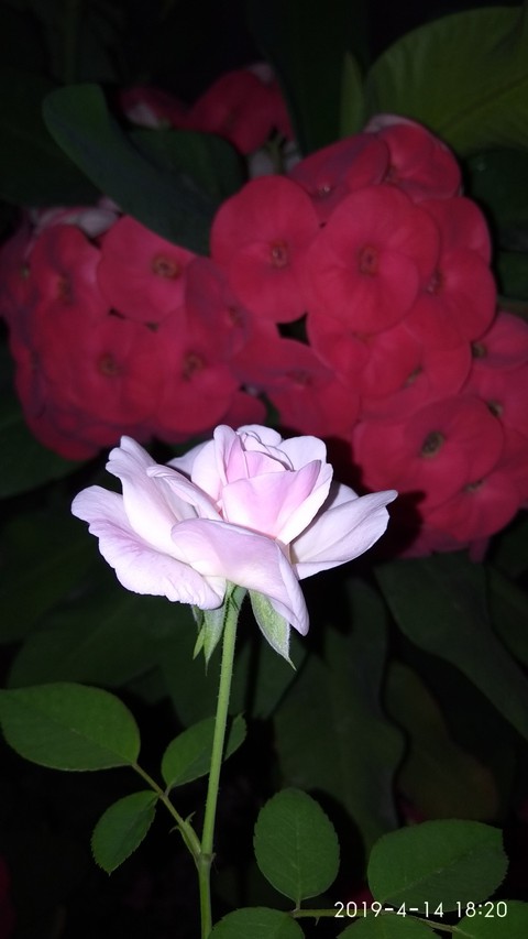 flower