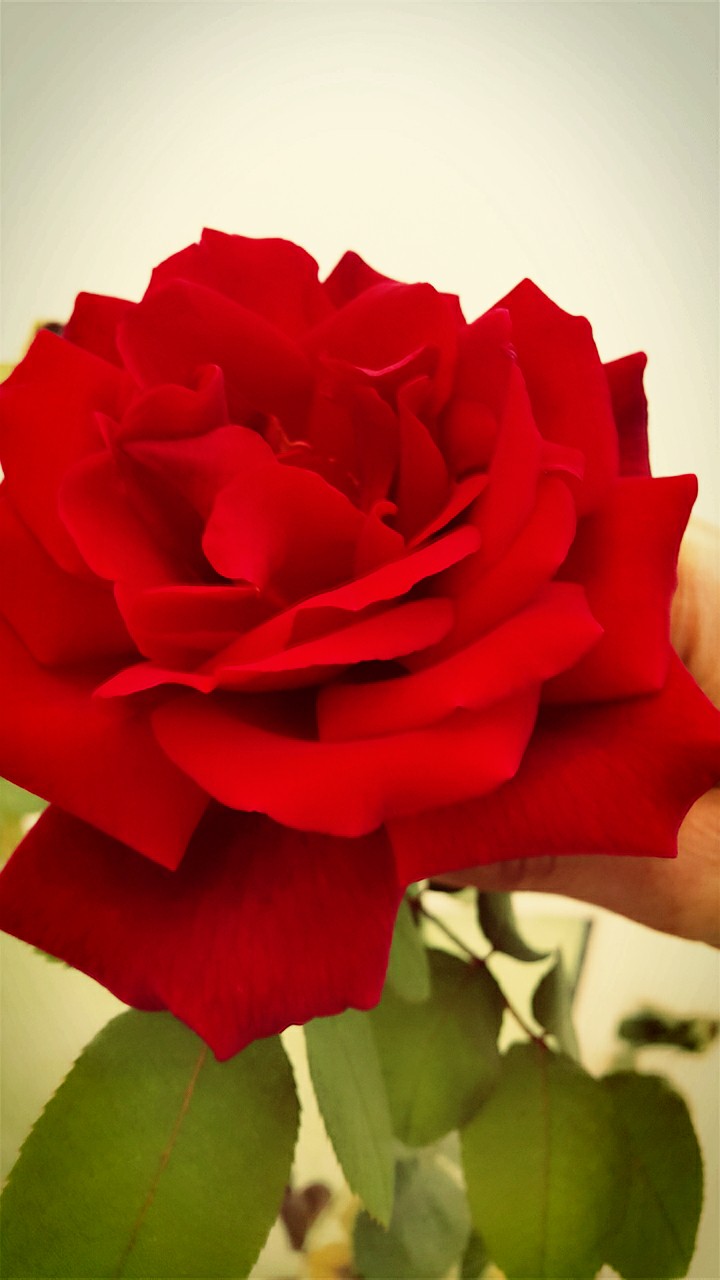 flower from my garden