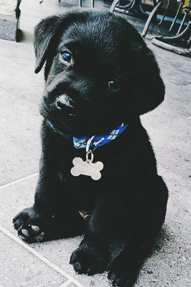 Pequenino Cão