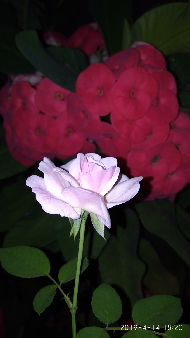 flower