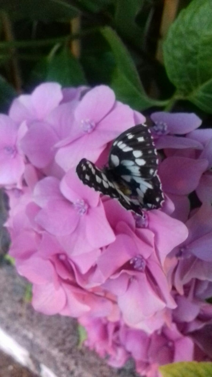 butterfly