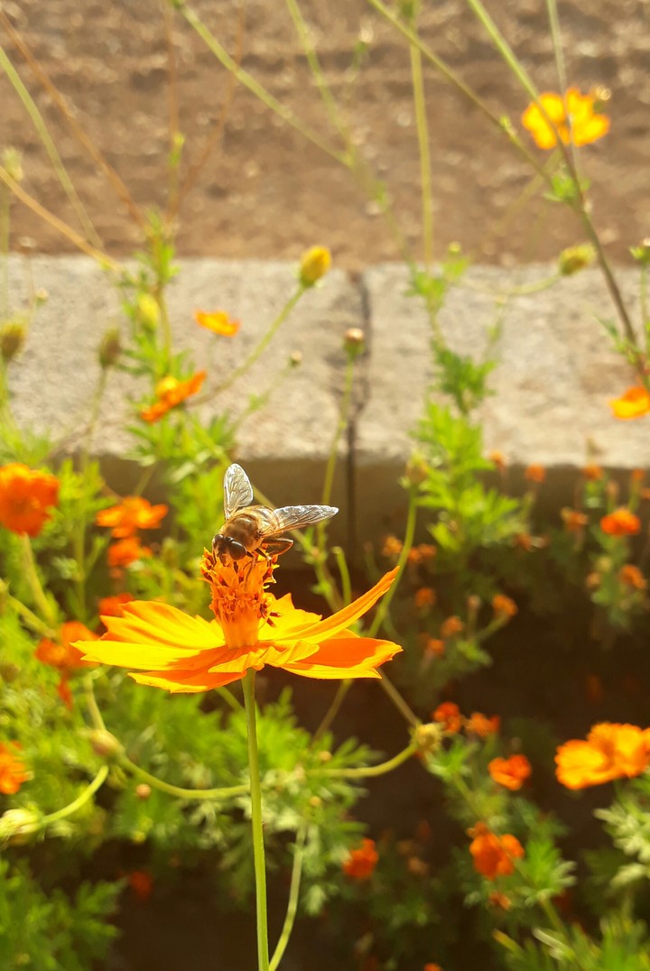 #bee #orange #flower #sunny #day #nature