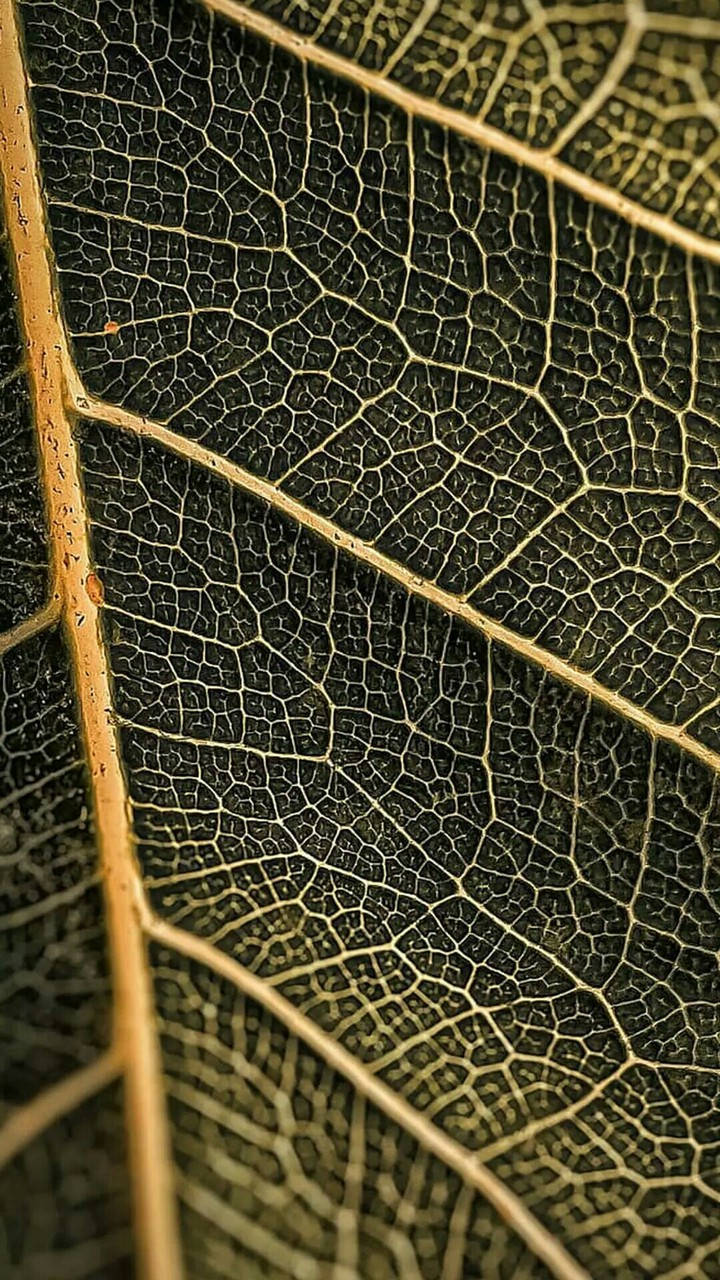 leaf cell