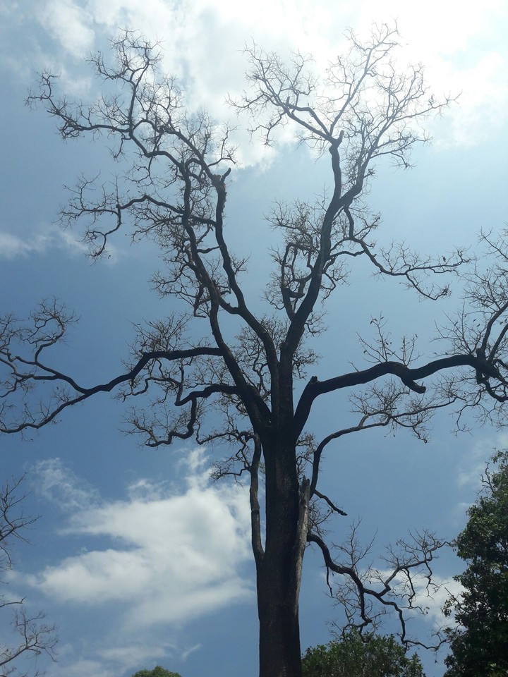 summer tree