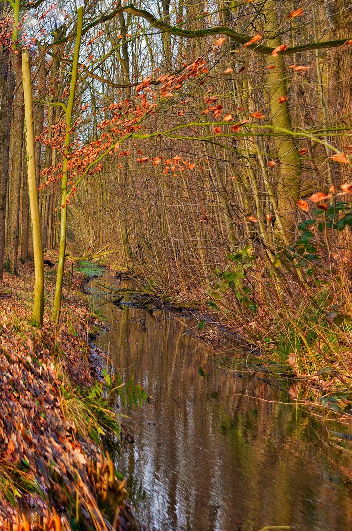 Forest