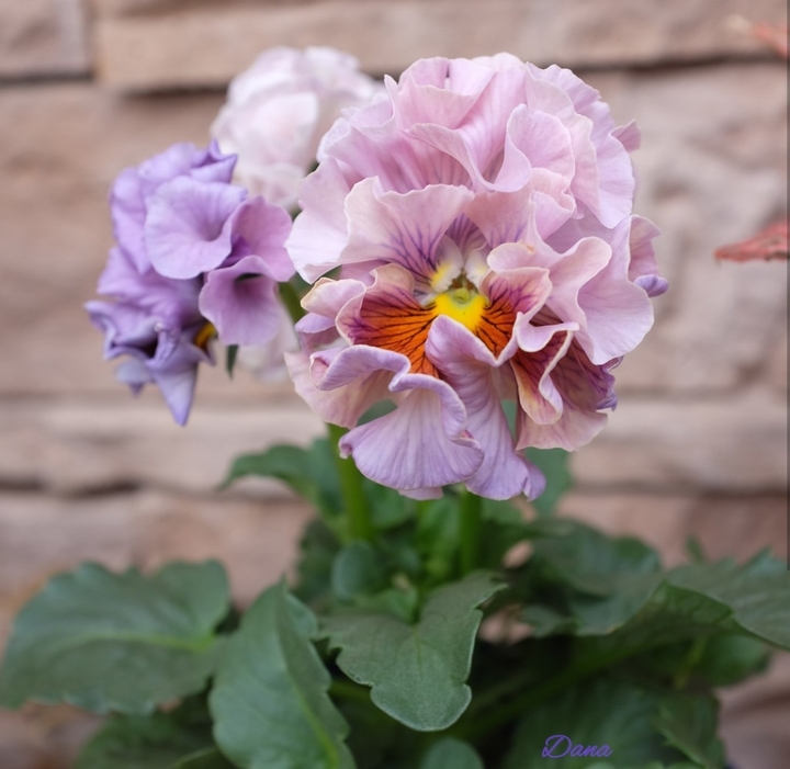 Viola