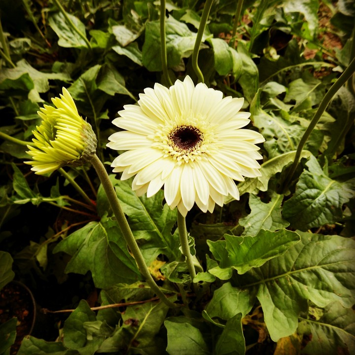 flower s