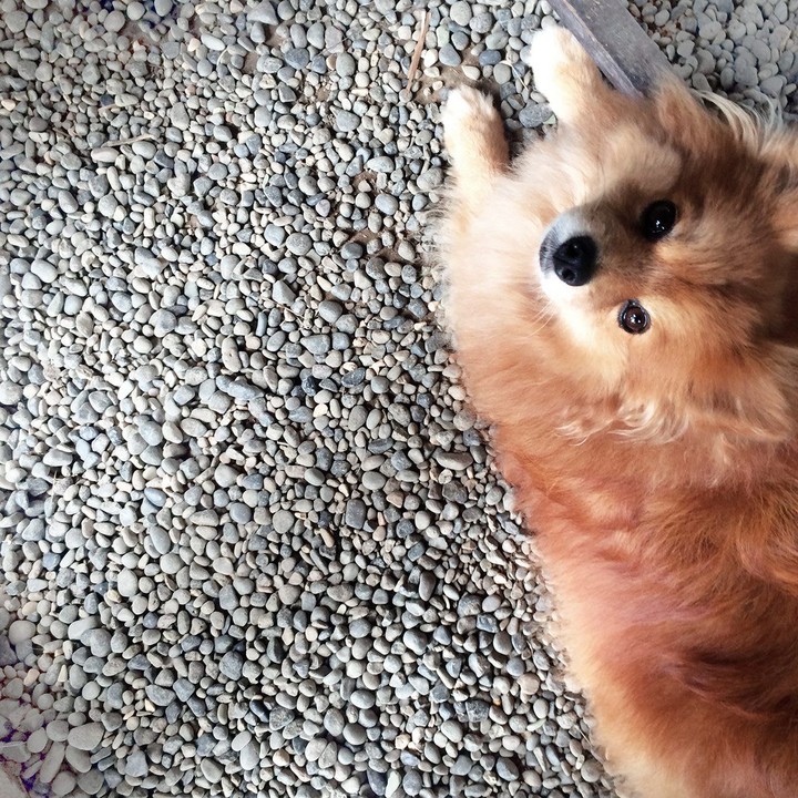 Pomeranian