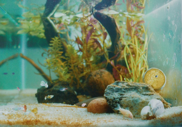 The Island Aquascape