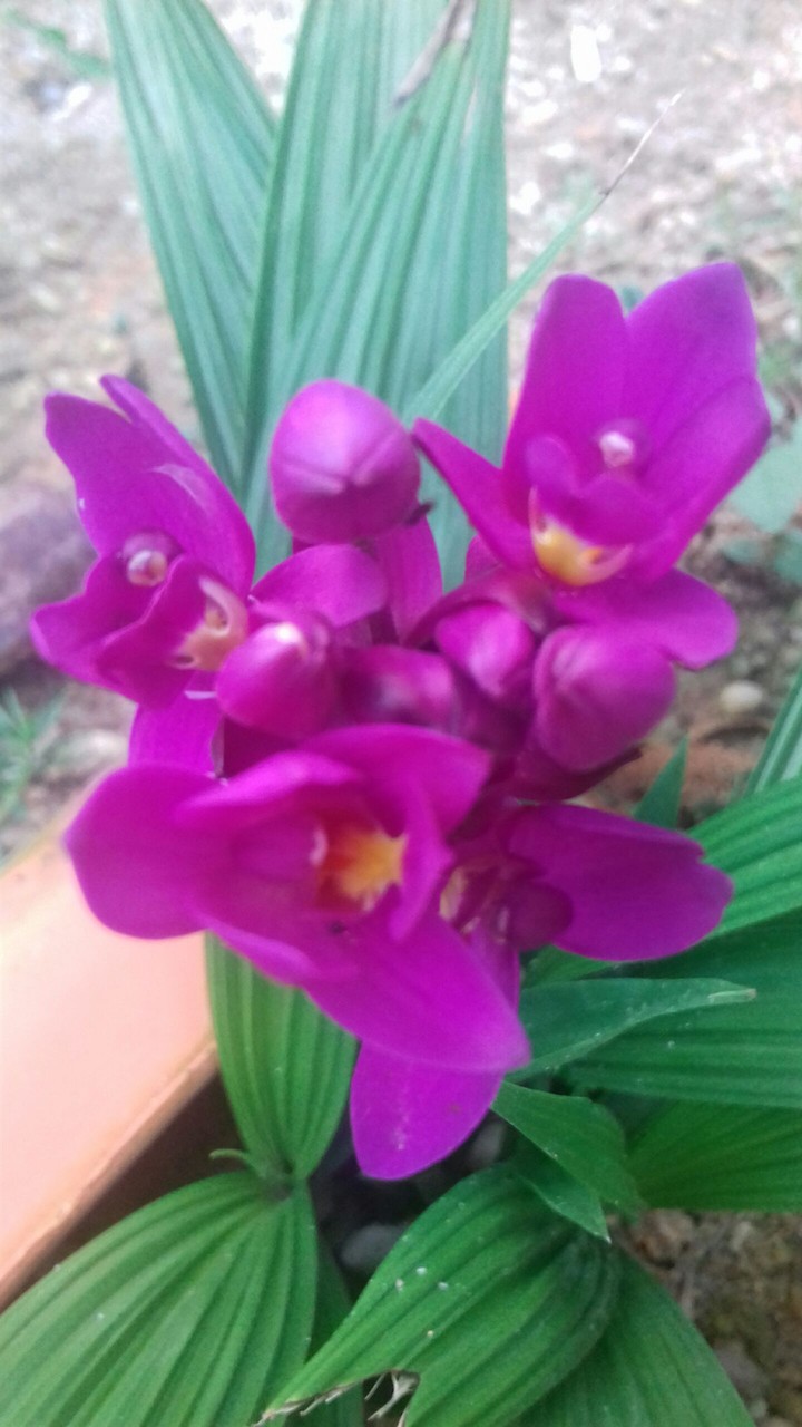 flor