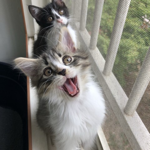 고양이
