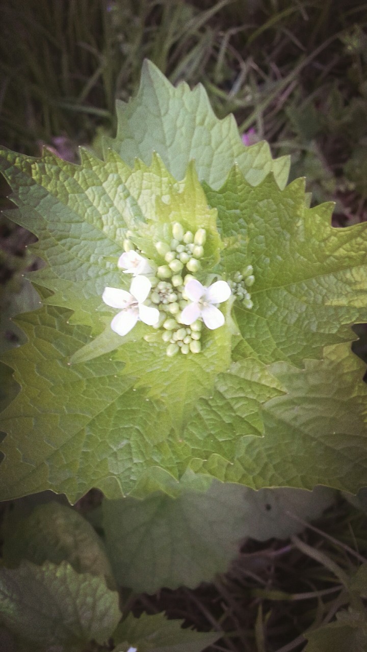 I love flowers