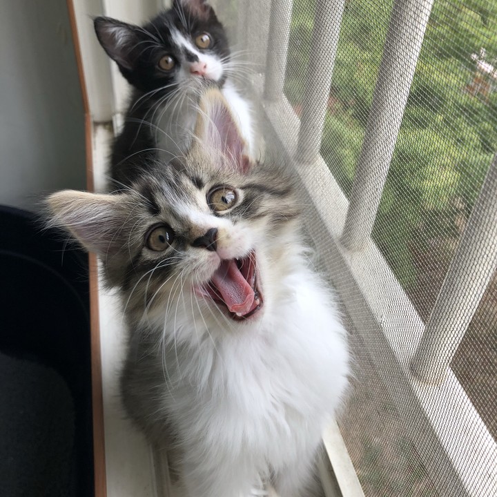 고양이