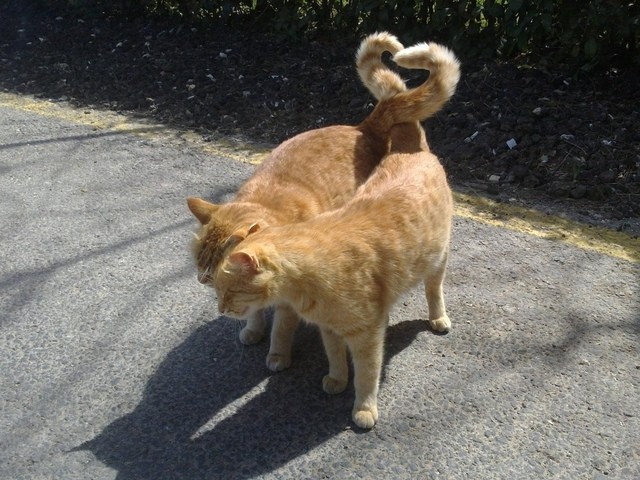 котики