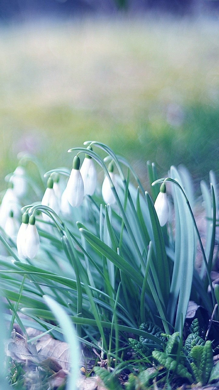Flower Special