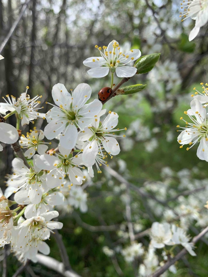 spring