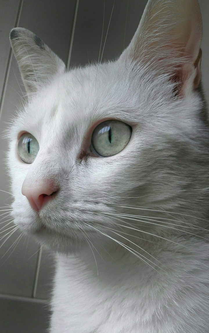 Micci