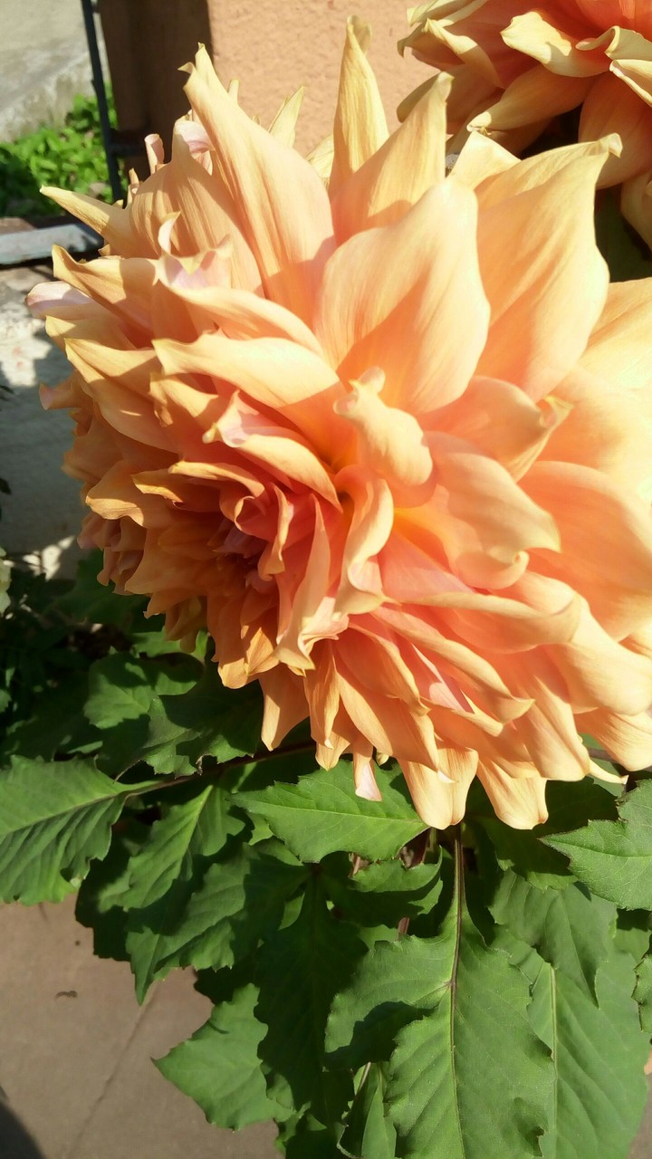 Flower