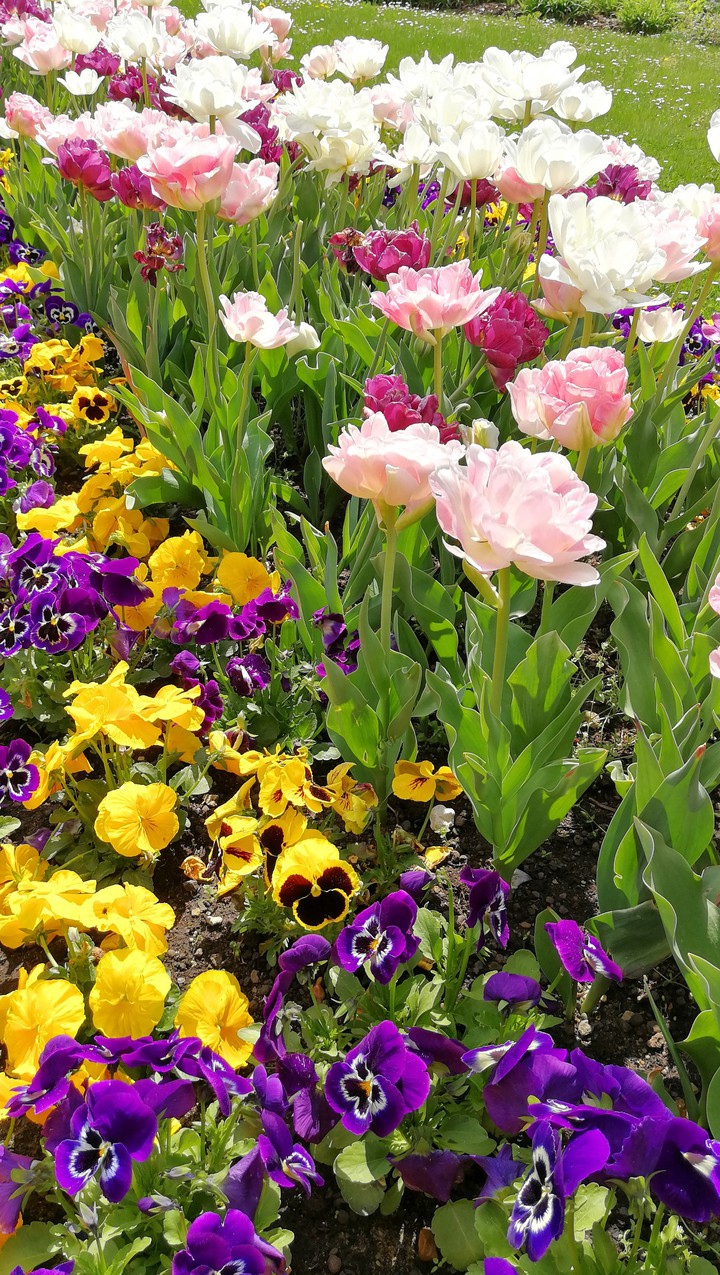 Tulpen und Stiefmütterlich, Frühlingsgefühle