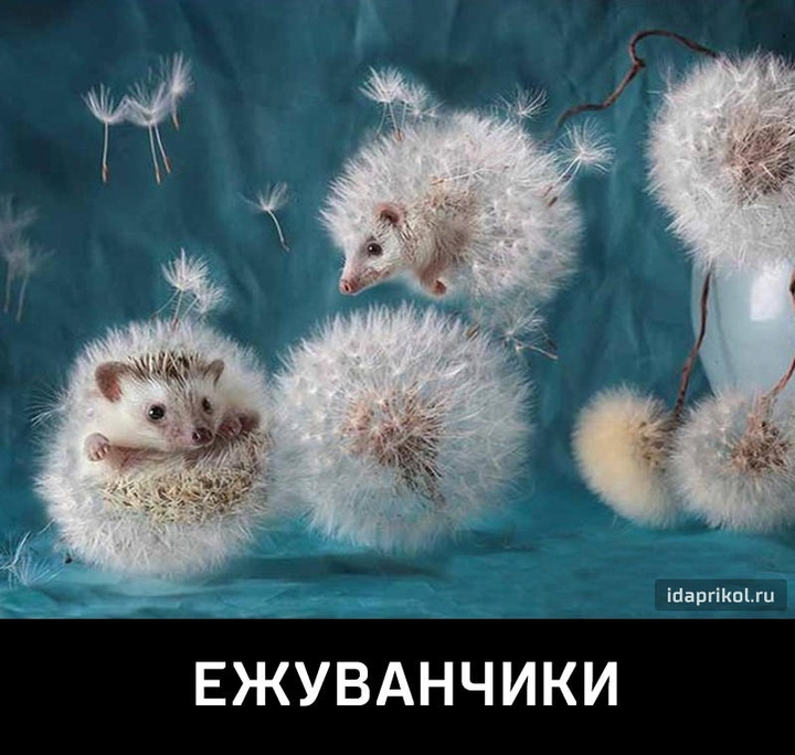 Ежуванчики