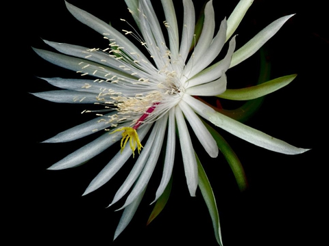 Queen of the Night