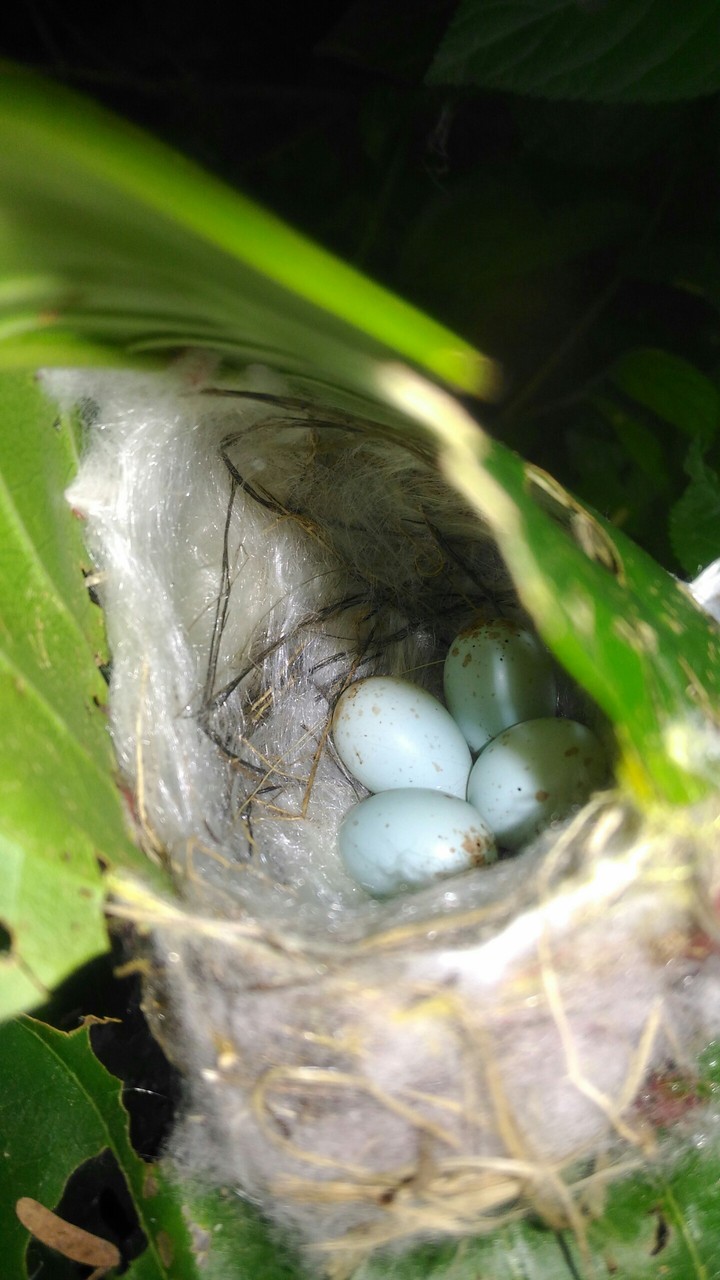 egg