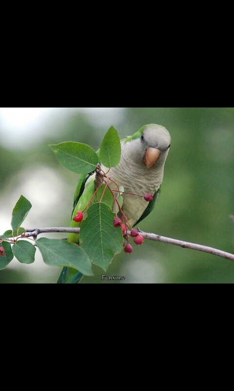 parrot