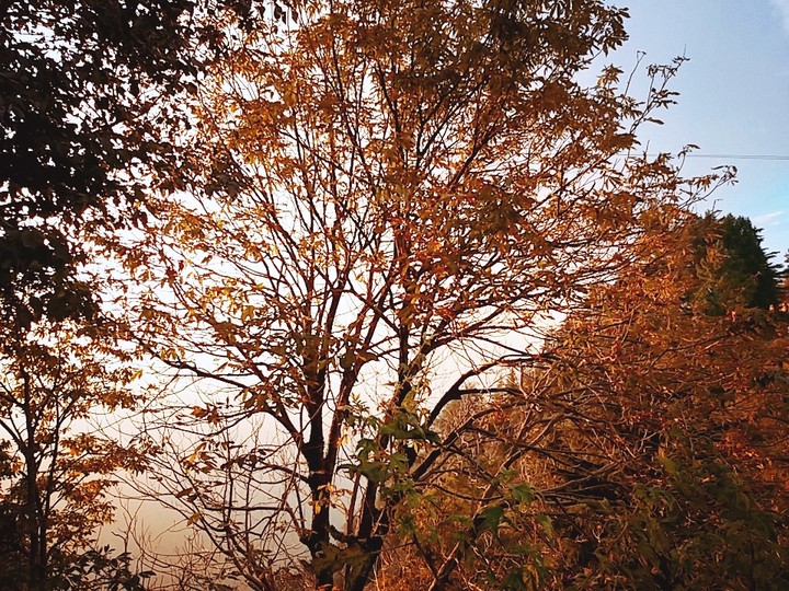 #plant #leaf #tree #sky #autumn #laal_tibba #uttrakhnad ❤