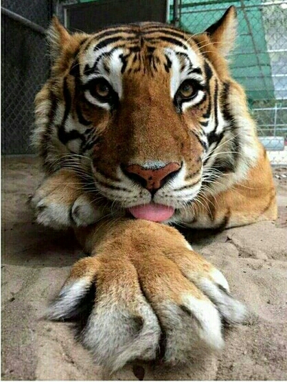 tiger