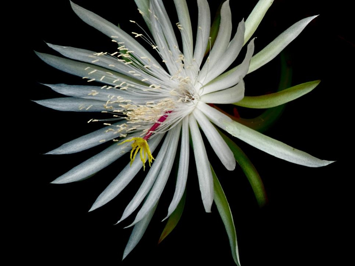 Queen of the Night